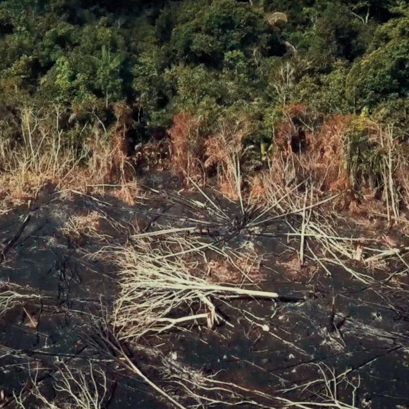 Rainforest Rainforest