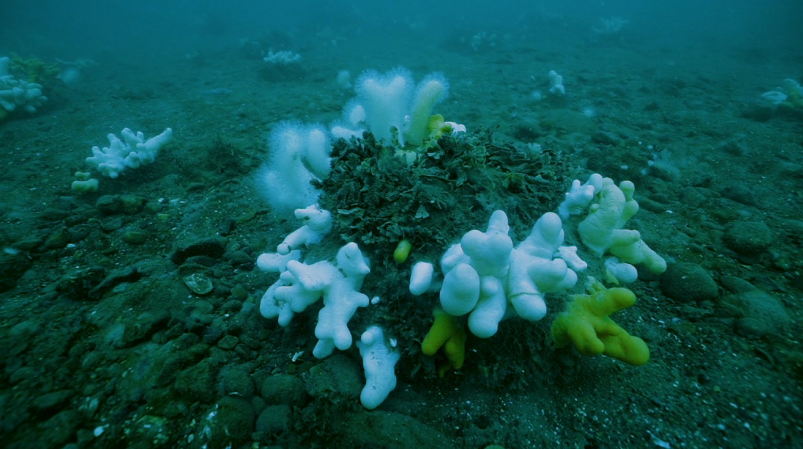 Dead man's finger Dead man's finger