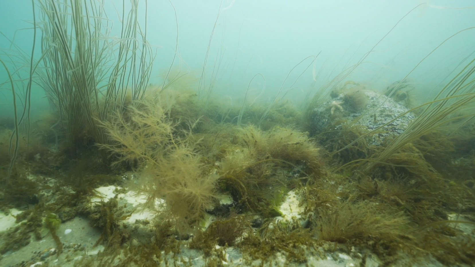 Marine biodiversity Marine biodiversity