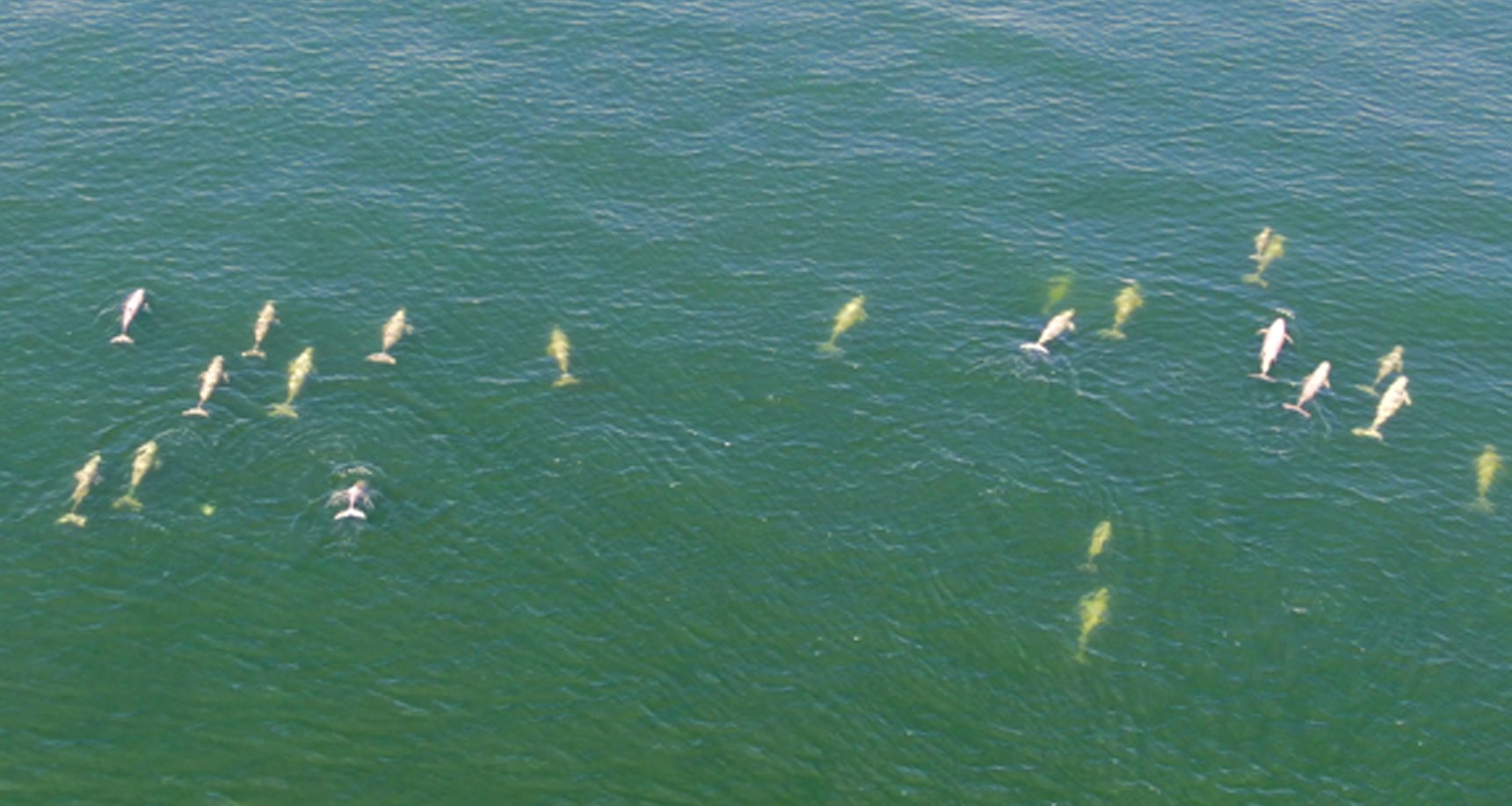 Irrawaddy dolphins line Irrawaddy dolphins line