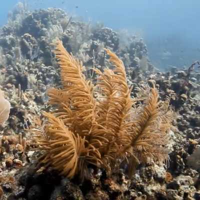 Maldivas: Granja de coral en la isla de Vilingili