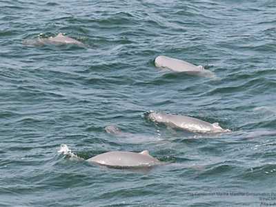 Irrawaddy Dolphins