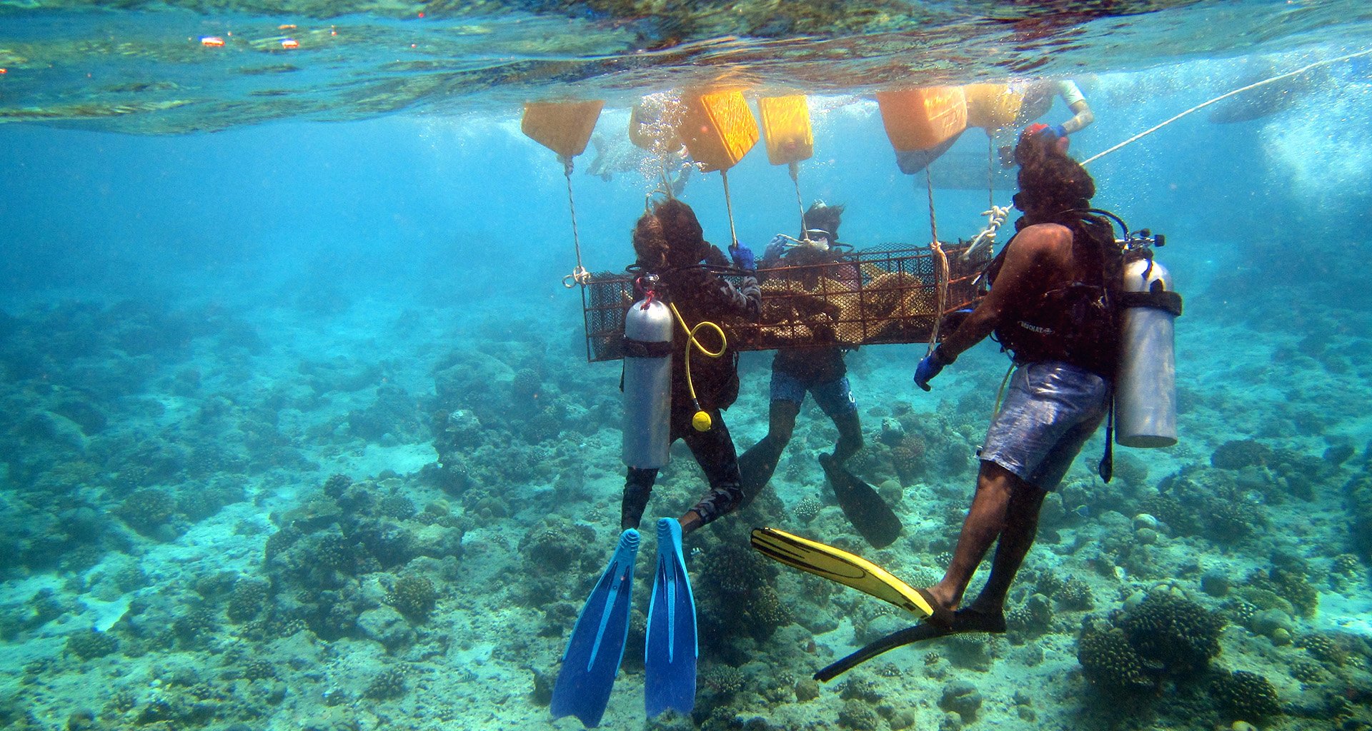 Irrawaddy dolphins line Irrawaddy dolphins line