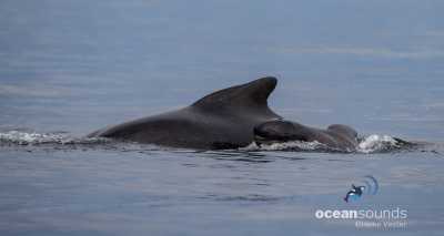 Pilot whale newborn calf