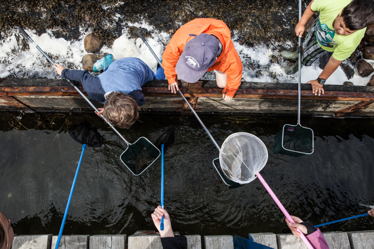 Mit dem Kescher auf der Jagd