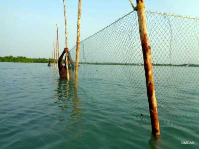 Fencing seagrass rehabilitation site