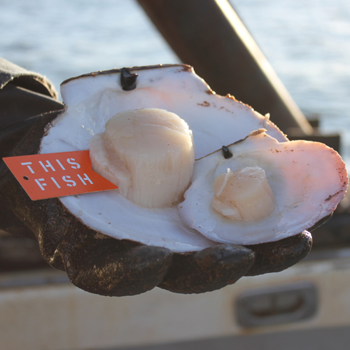 Kanada: This Fish! sorgt für Transparenz