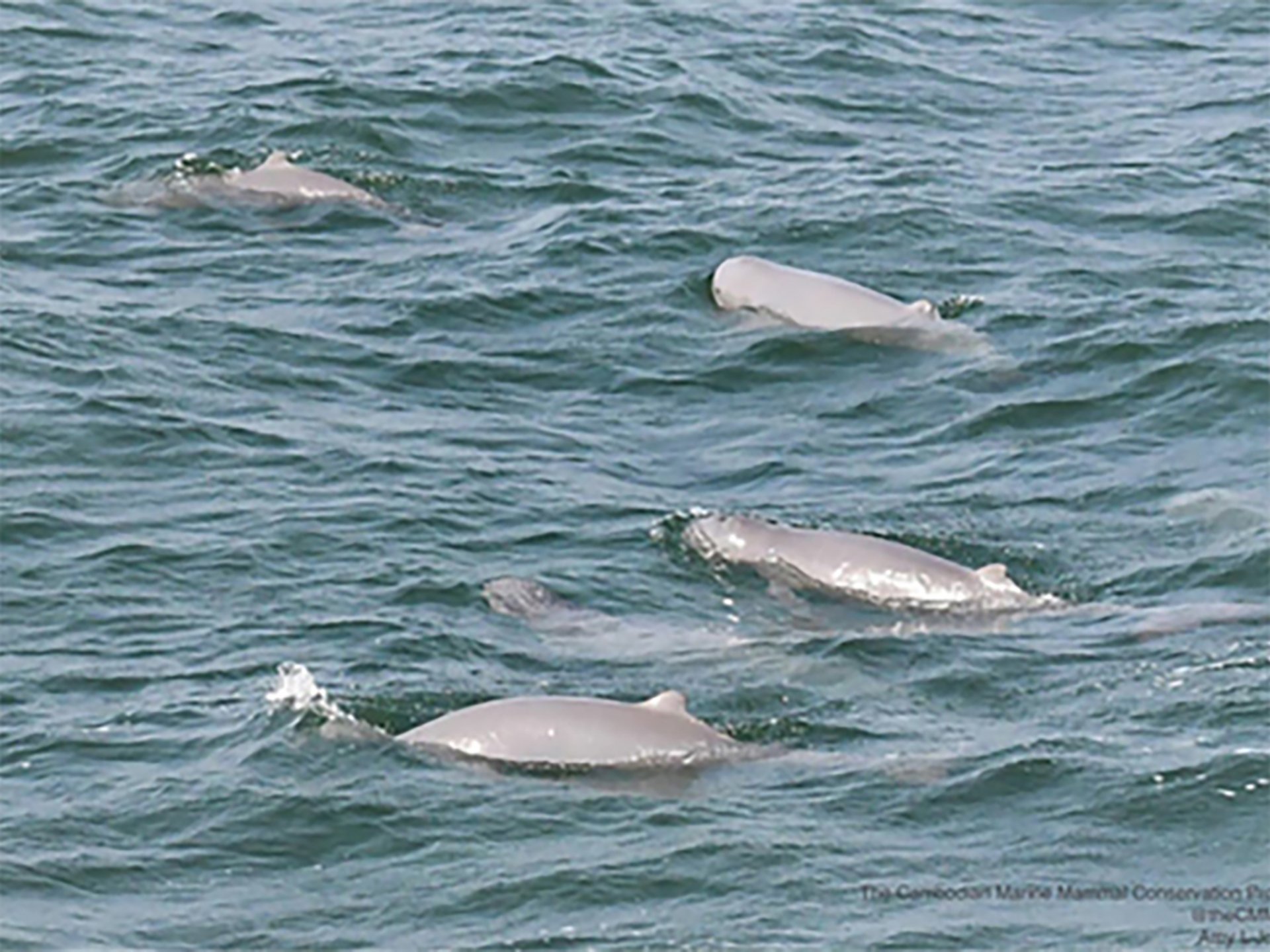 Irrawaddy Dolphins Irrawaddy Dolphins