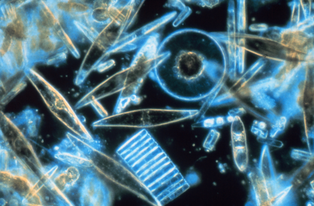 Diatoms Diatoms