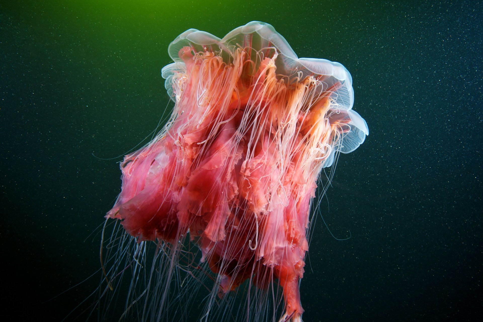 Jellyfish Jellyfish