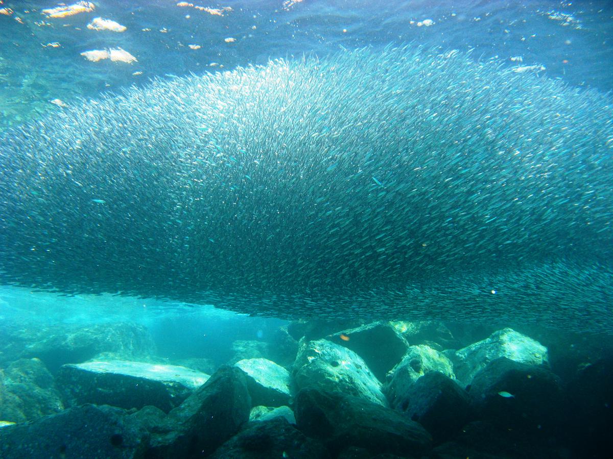 Fisch swarm Fisch swarm