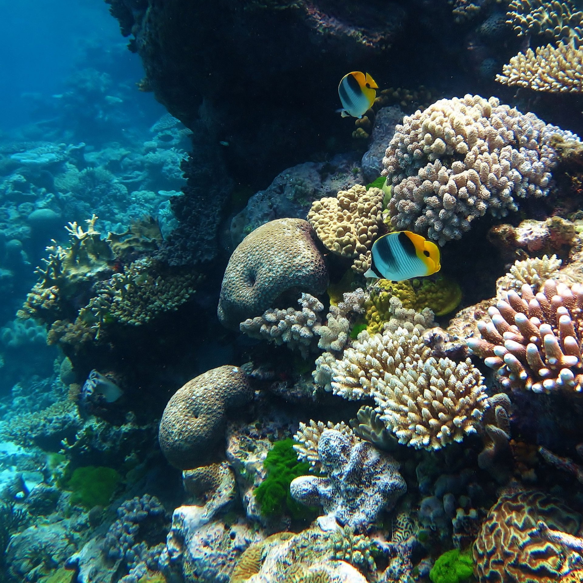 Life in the ocean Life in the ocean