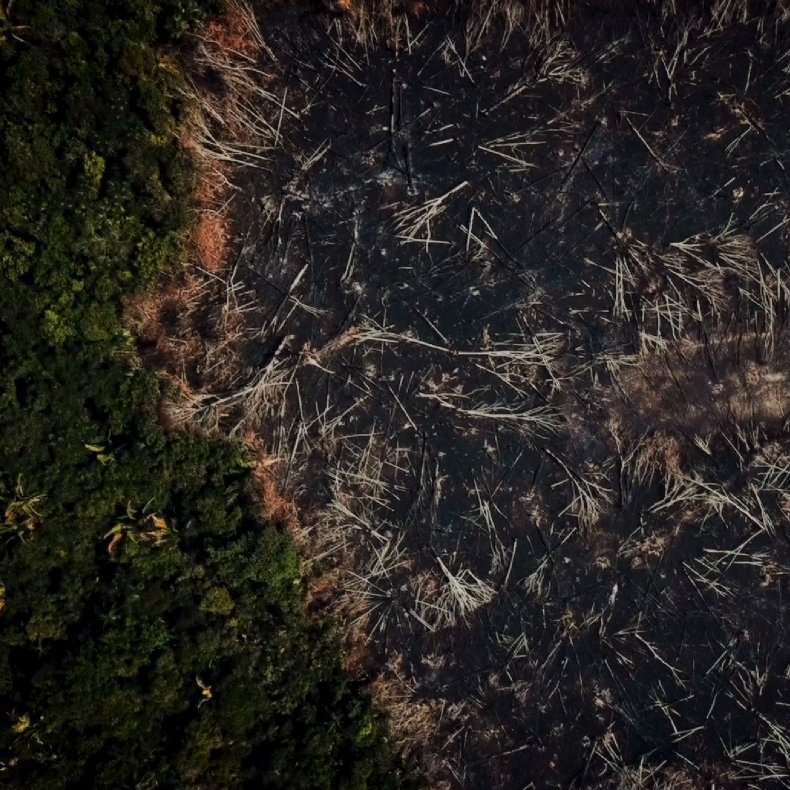 Selva amazónica brasileña Selva amazónica brasileña