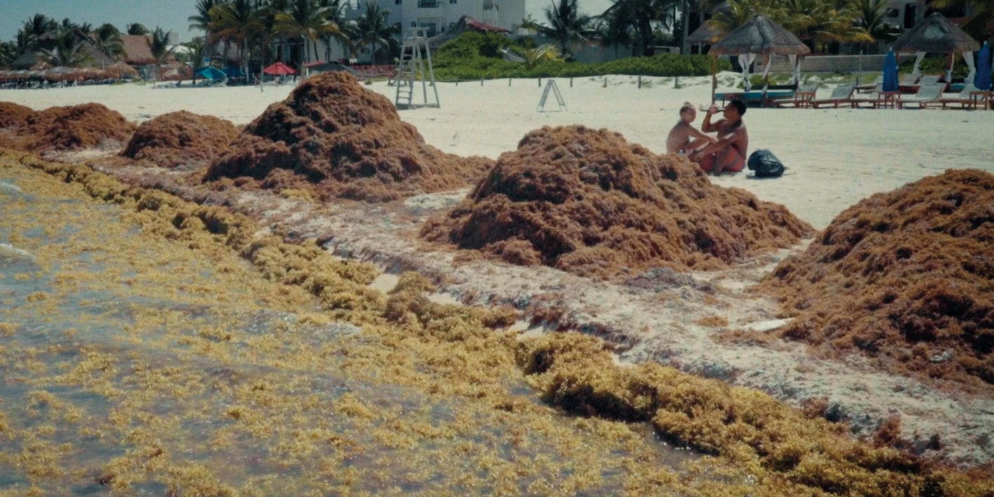 Sargassum Sargassum
