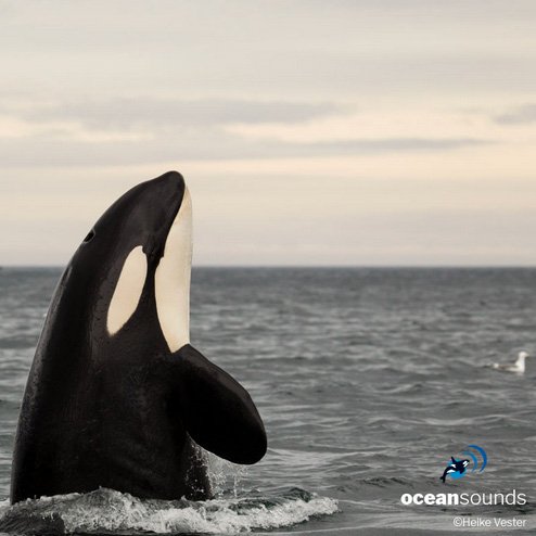 Noruega: Oce­an Sounds