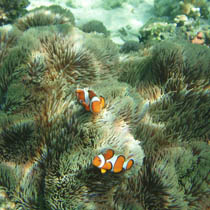 Coral reef Coral reef